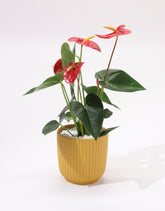 Anthurium plant with red flowers